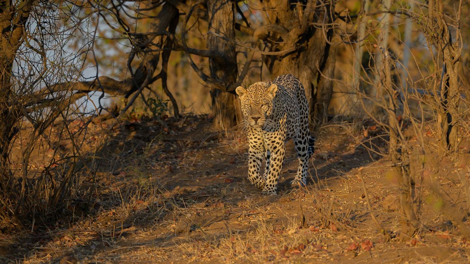 A male leopard walks towards the photographer in an early morning scene near Shingwedzi, Kruger National Park, South Africa.