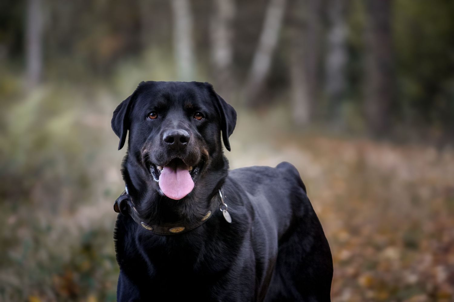 Photo d'un chien en extérieur