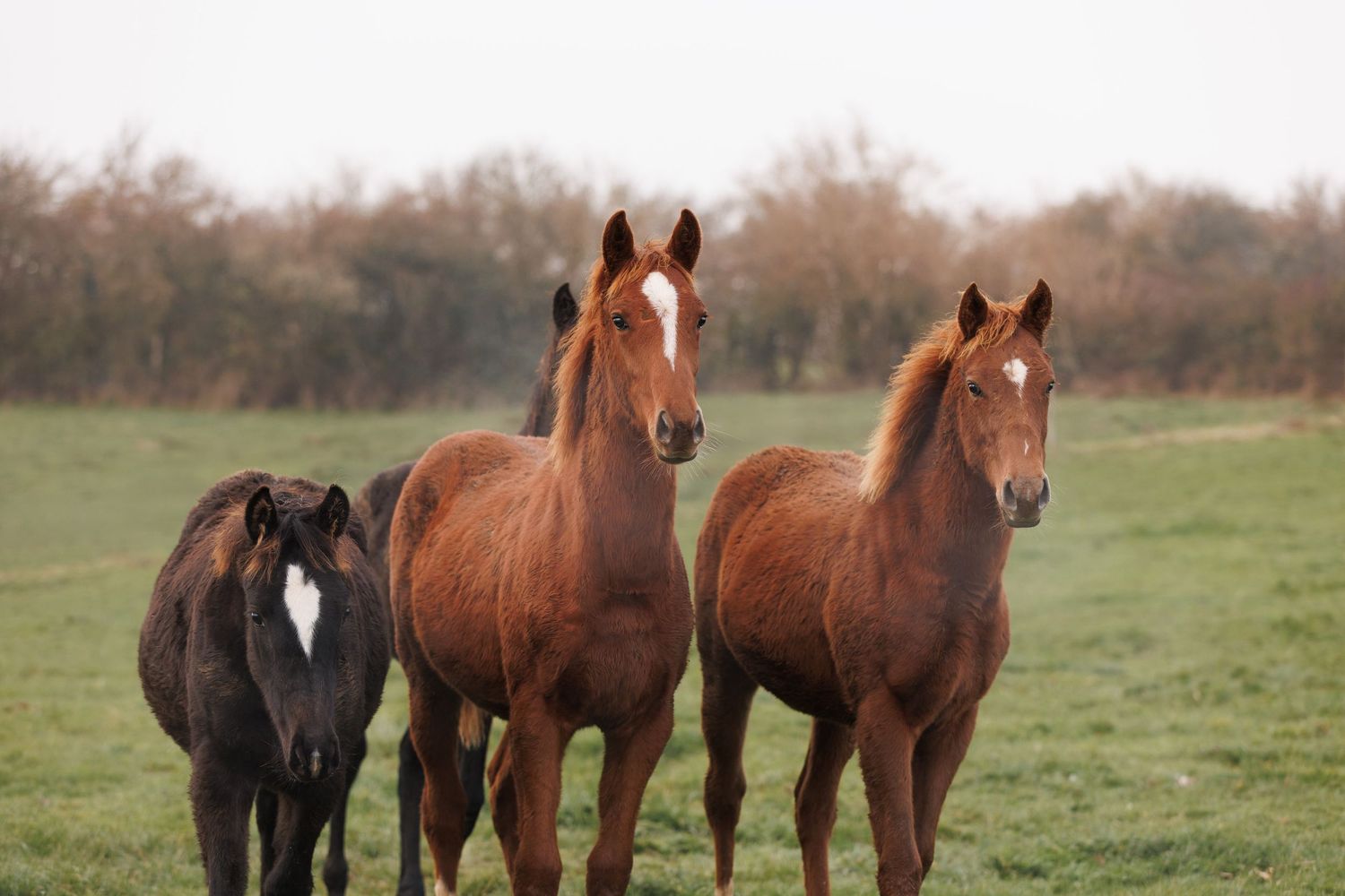 Photo de poulains
