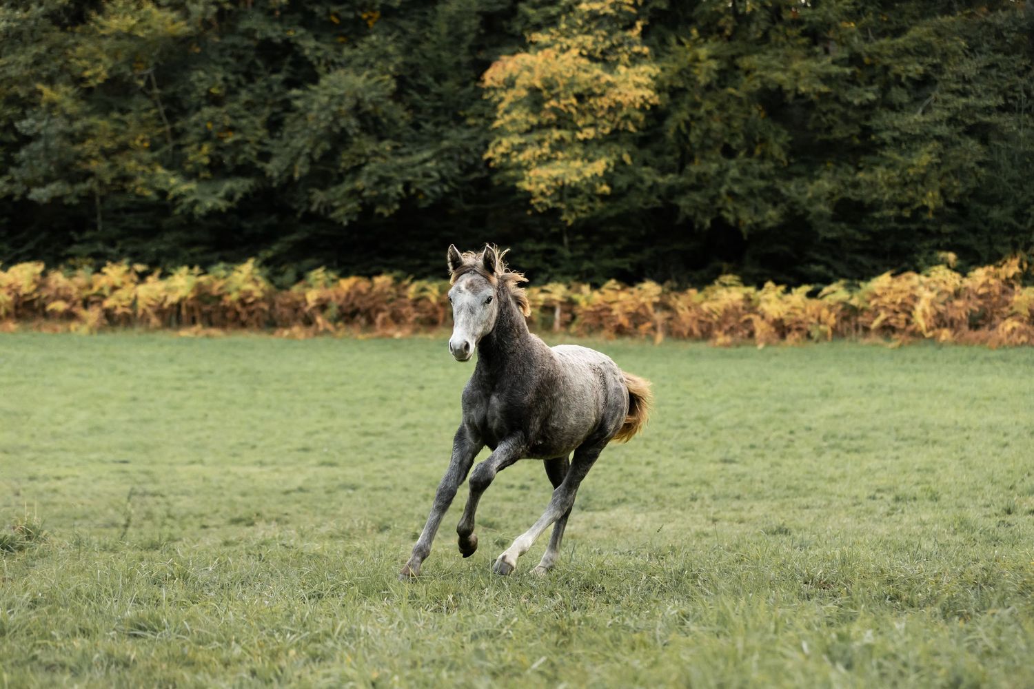 Photo d'un poulain au galop