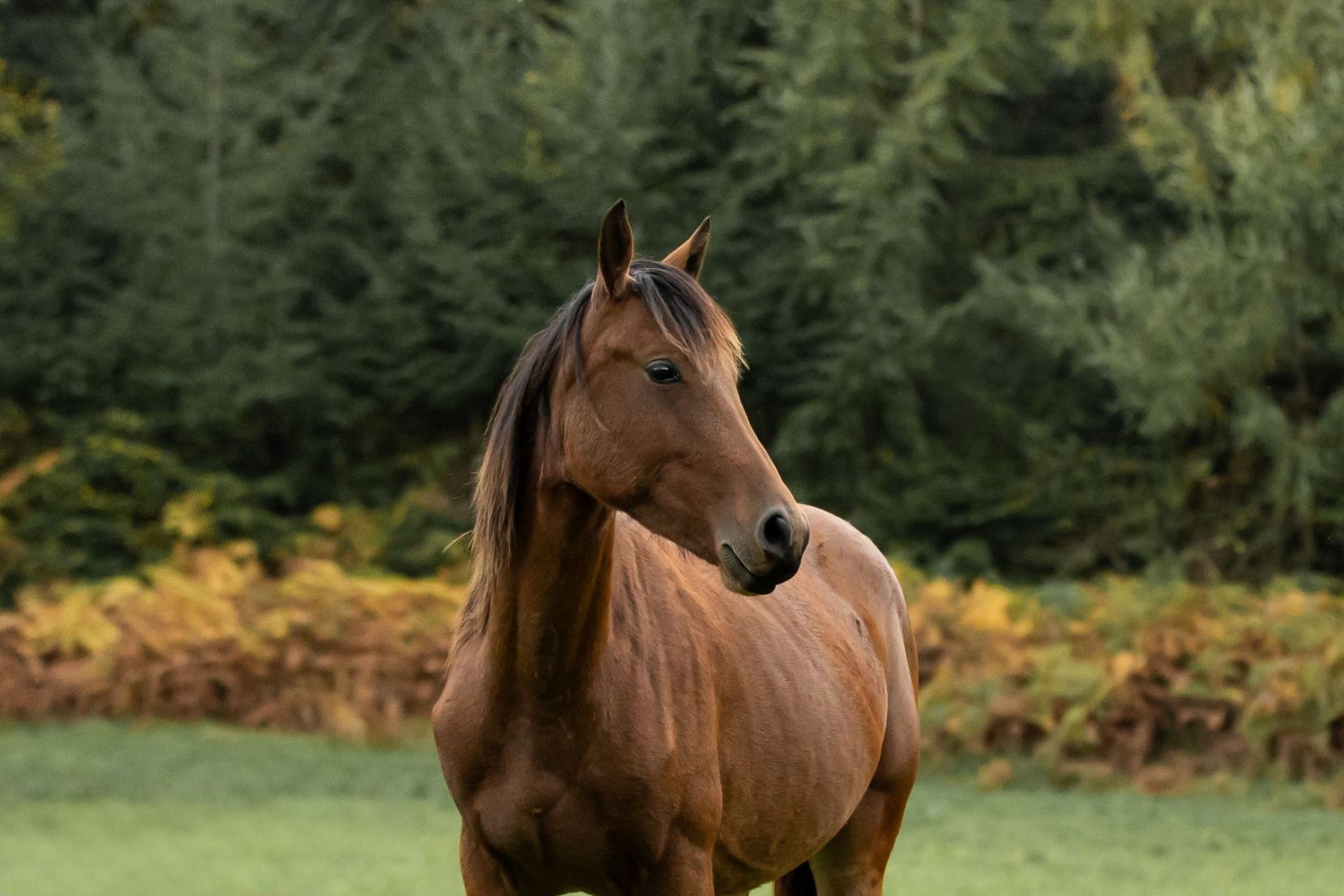 Photo d'un cheval