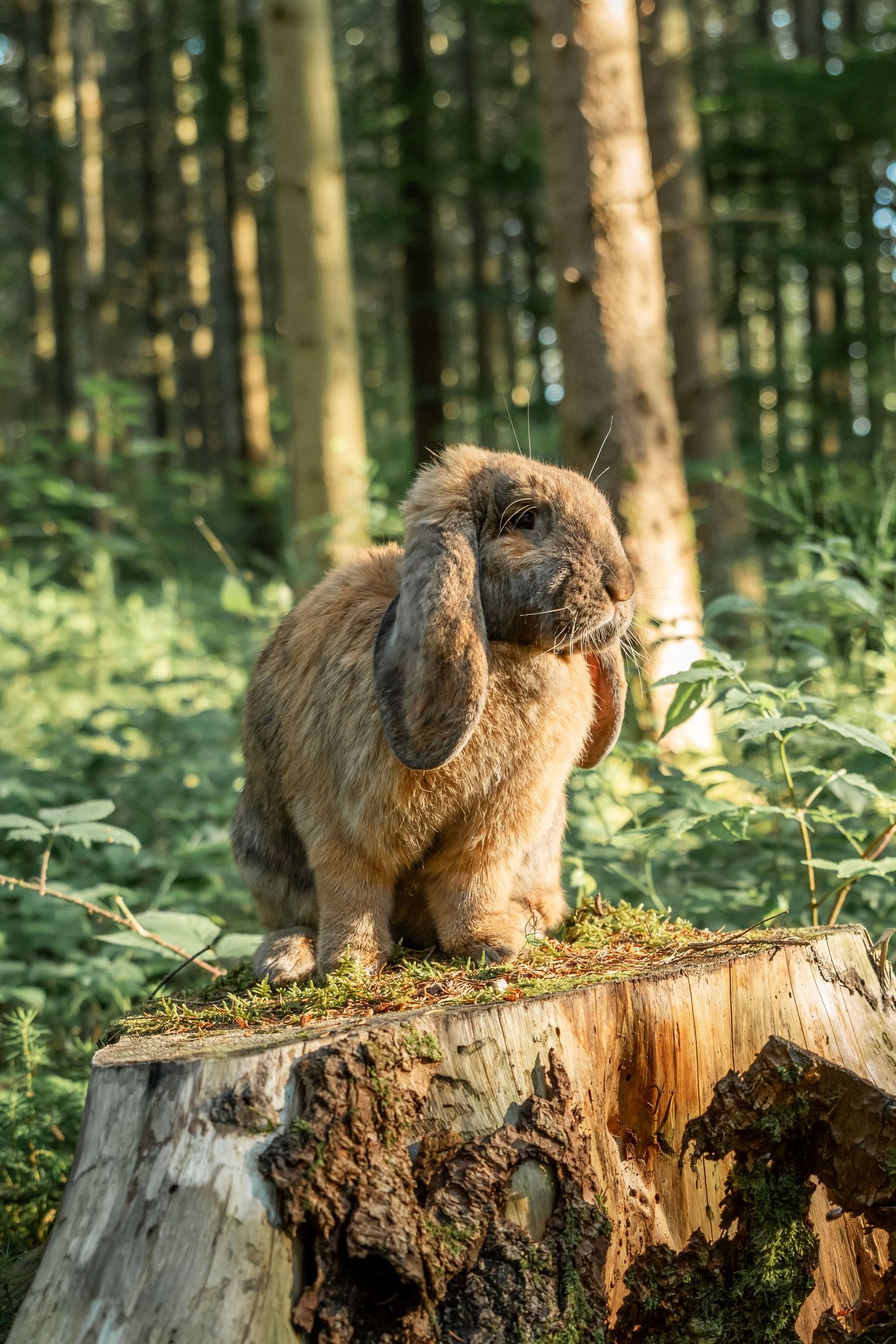 Photo d'un lapin