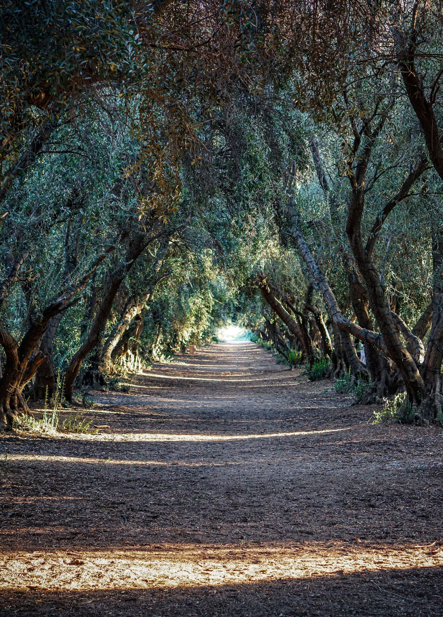 tree tunnel