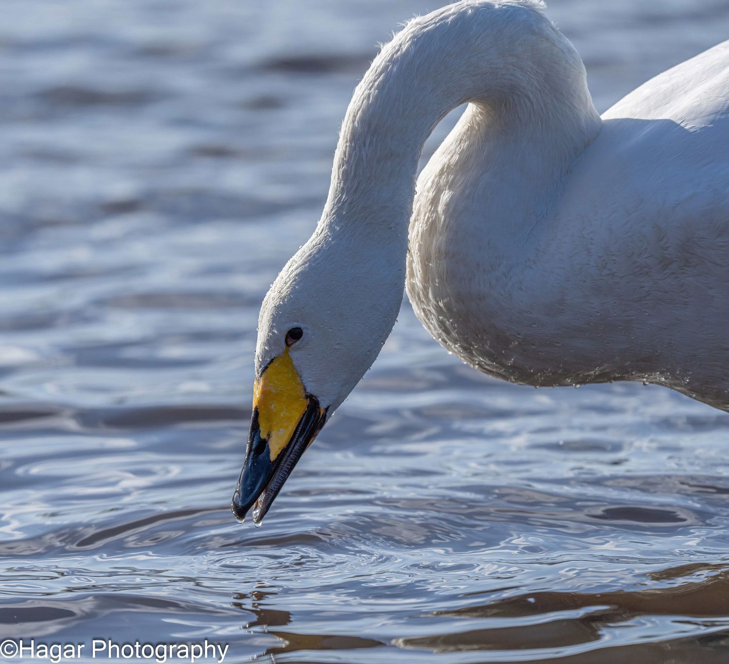 A swan takes a drink of water