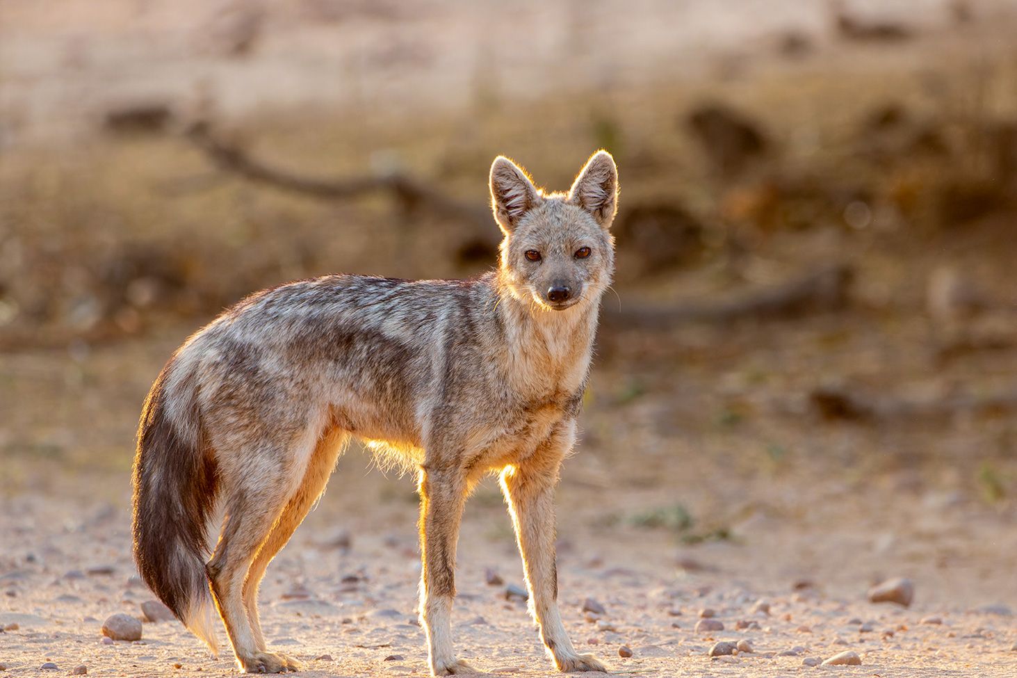 Black backed jackal standing in Mana Pools National Park, captured by Nick Wigmore Photography during a photo safari.