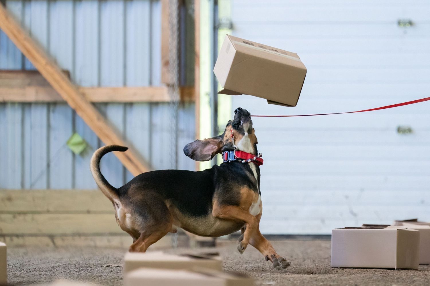 Nosework