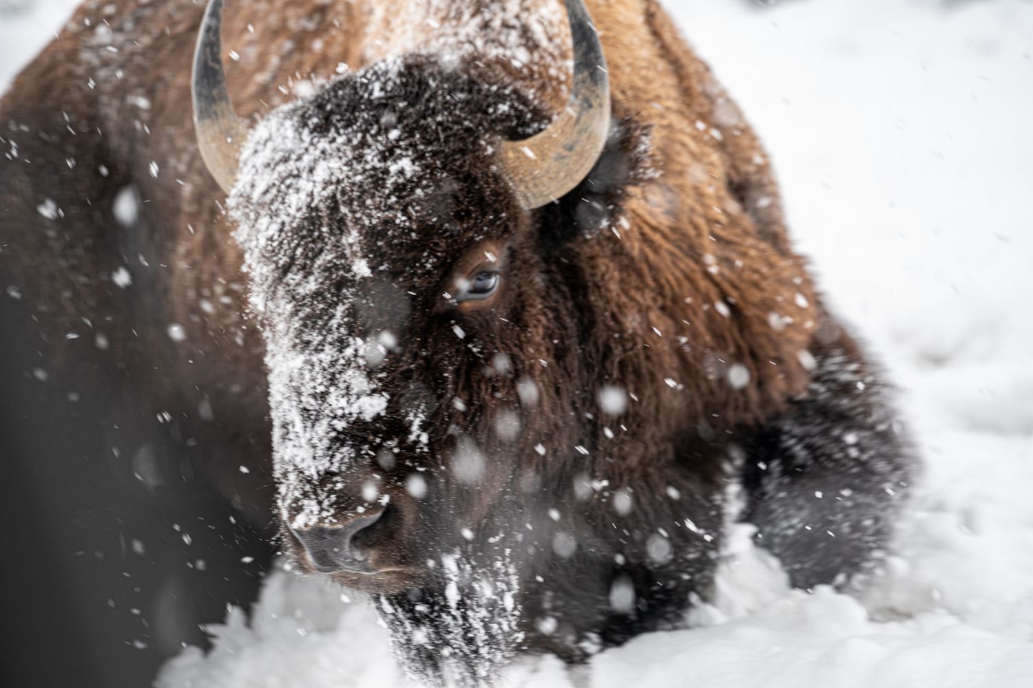 Close-up of a snow-covered bison face with falling snow in winter.