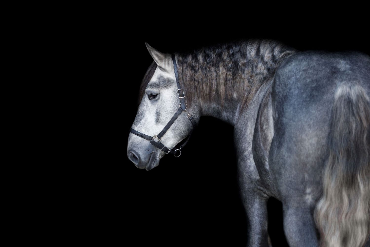 Black background image of a red roan stallion standing halterless.