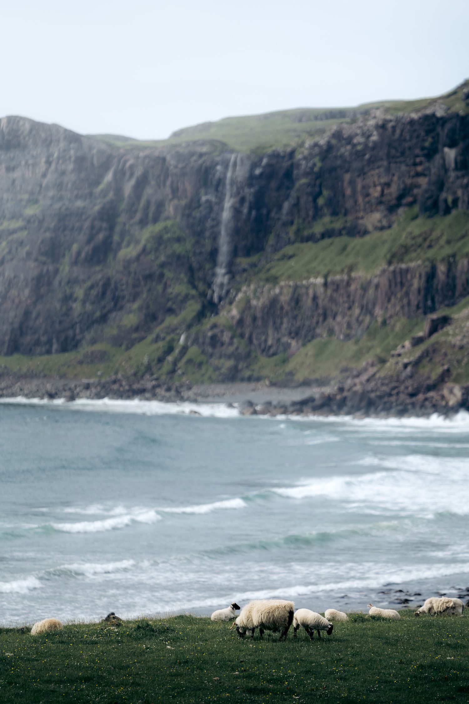 troupeau de mouton au bord de la mer à Talisker beach en ecosse sur l'île de skye