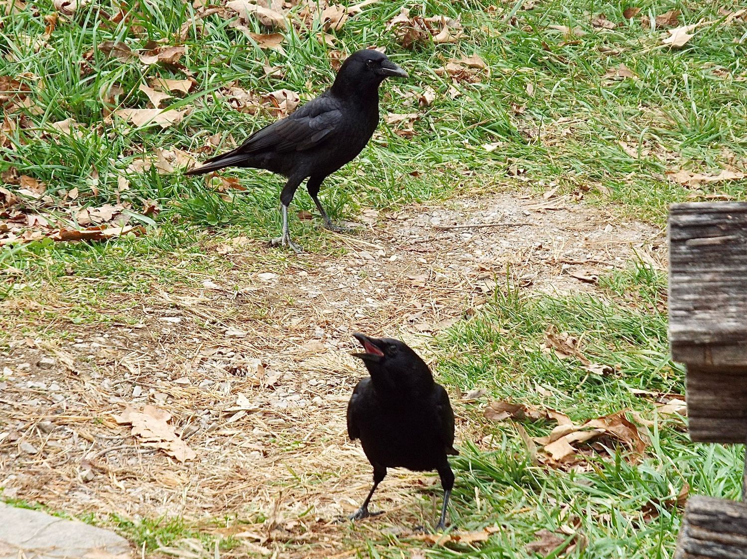 Ravens by Ravenbluff.com, j. Holbrook