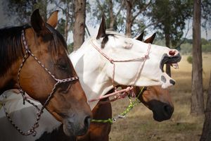 Melbourne equine photographer specializing in end of life photoshoots