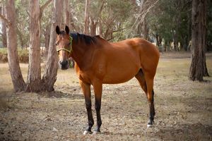 Melbourne equine photographer specializing in end of life photoshoots