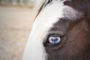 Melbourne equine photographer specializing in end of life photoshoots