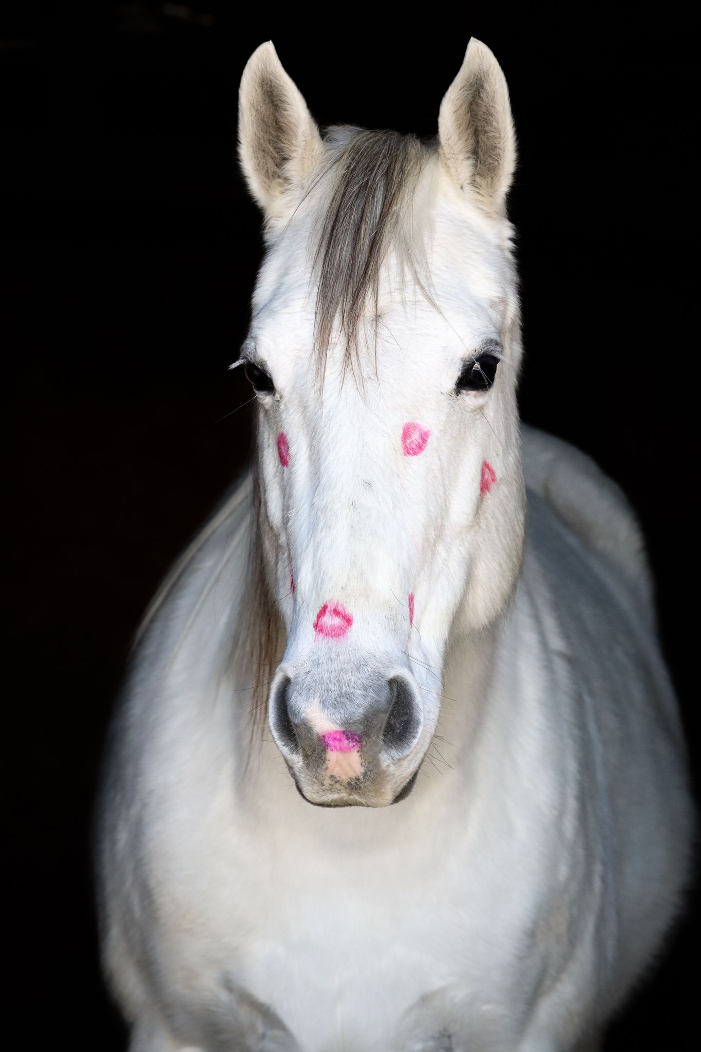 A white horse with pink kiss marks decorated on its face poses against a black background.