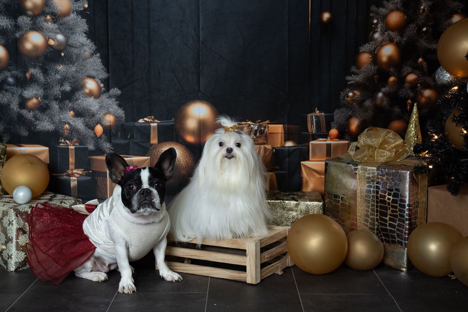 Two dogs, a French Bulldog and Pomeranian, pose with Christmas decorations and gold ornaments.