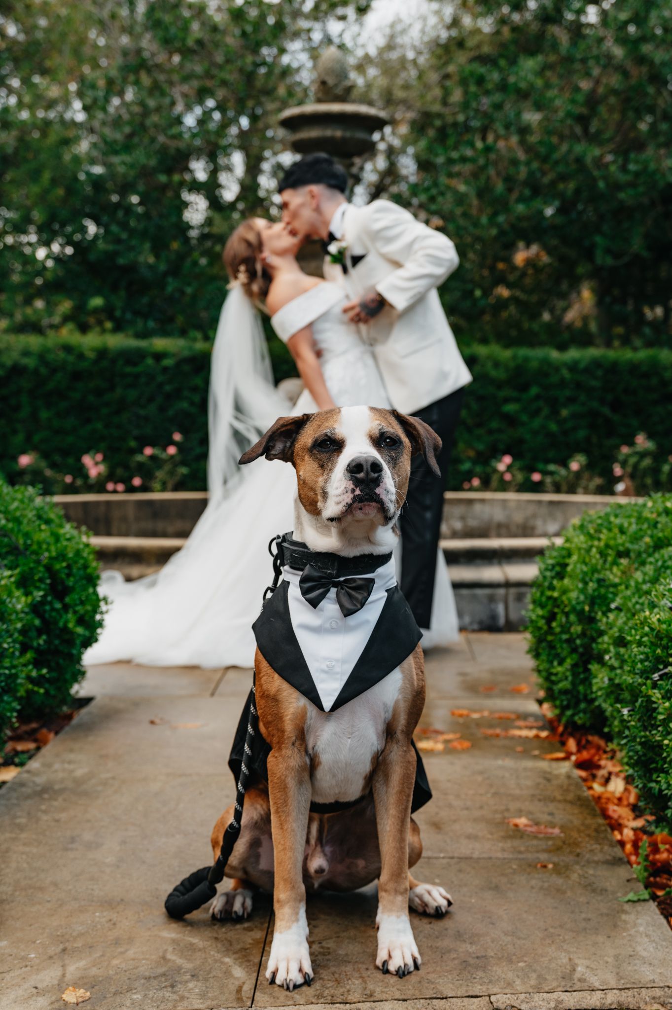 Adorable bulldog wearing a formal black bow tie poses with a couple in wedding attire on stone patio.