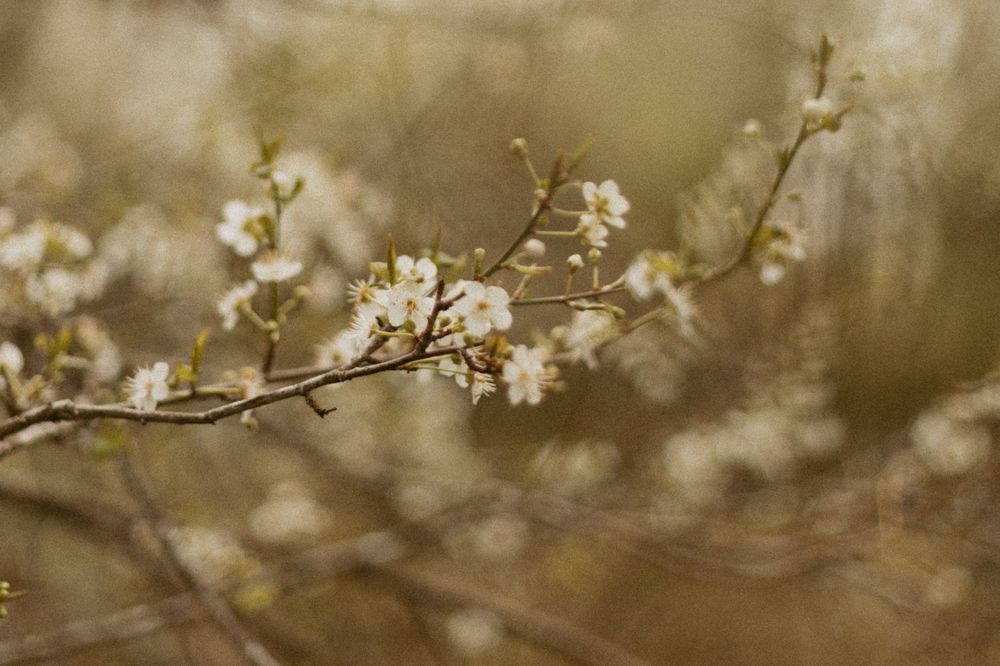 Delicate white spring blossoms on branches in soft focus with dreamy bokeh effect.