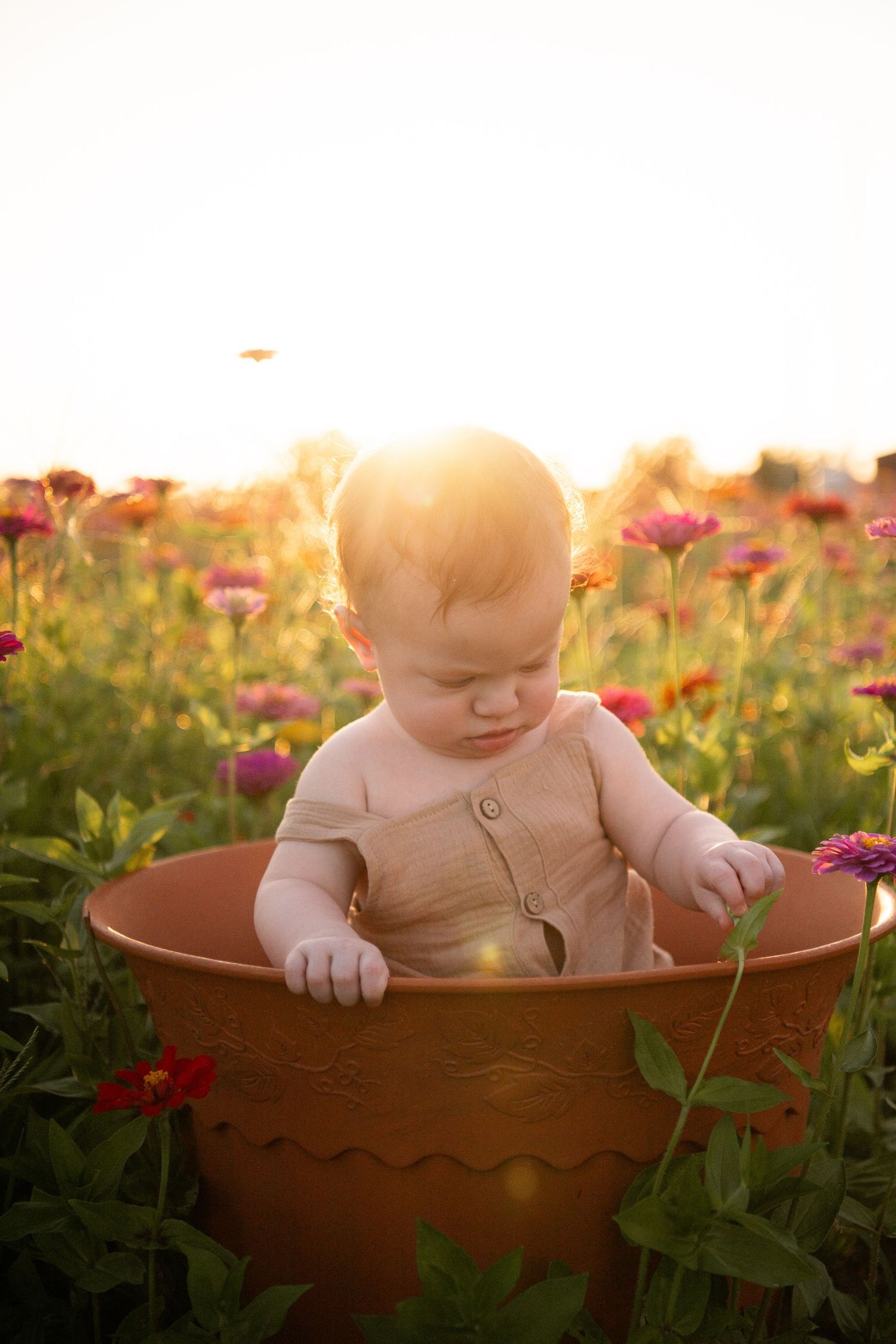 Adorable baby sitting in a large terracotta pot surrounded by colorful zinnia flowers at golden hour.