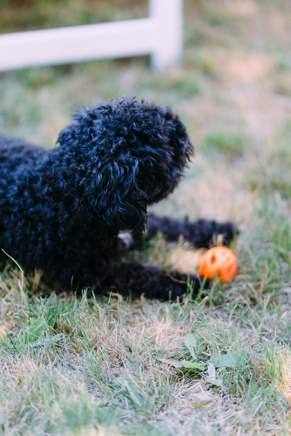 Black curly-haired dog playing with an orange toy in the grass.
