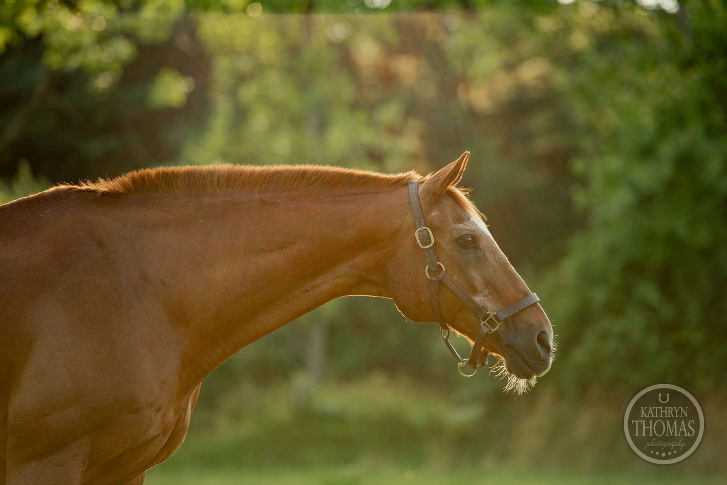 A close-up profile shot of a chestnut horse's head against a blurred natural background.