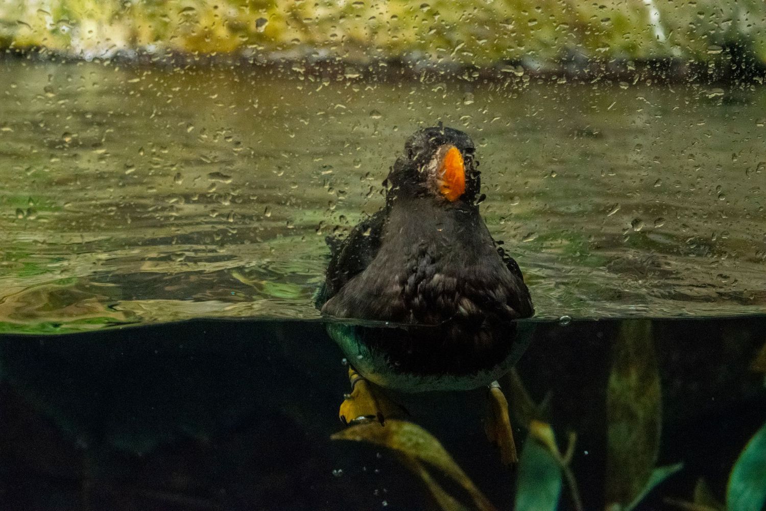 Black bird swimming underwater with orange beak visible beneath the surface.