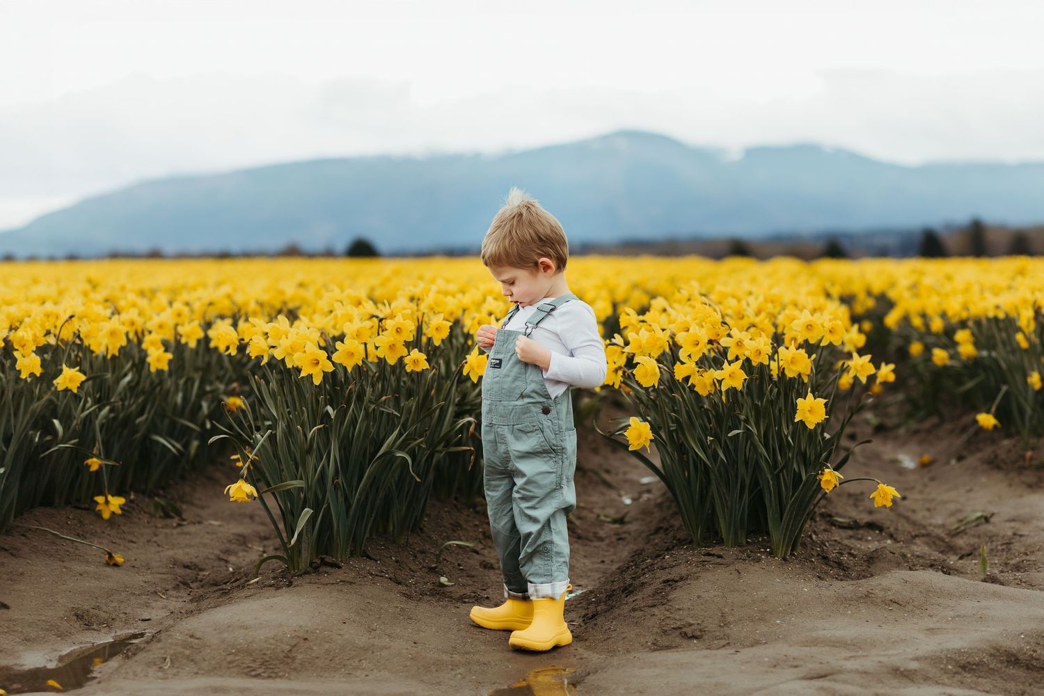 Field of yellow daffodils at tulip farm in Washington state. Boy poses in yellow rain boots