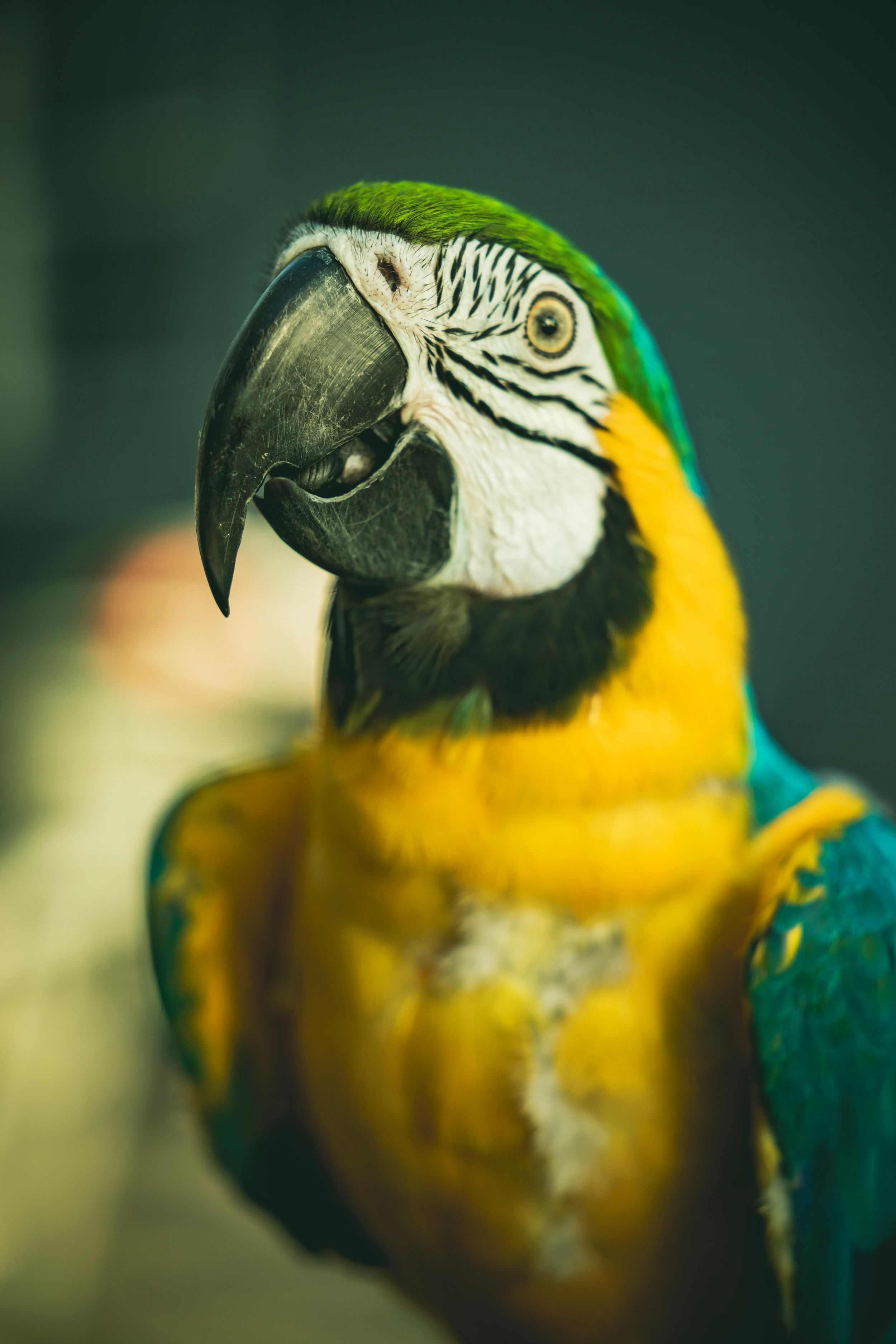 Close-up portrait of a vibrant blue and gold macaw parrot with a large black beak against a blurred green background.