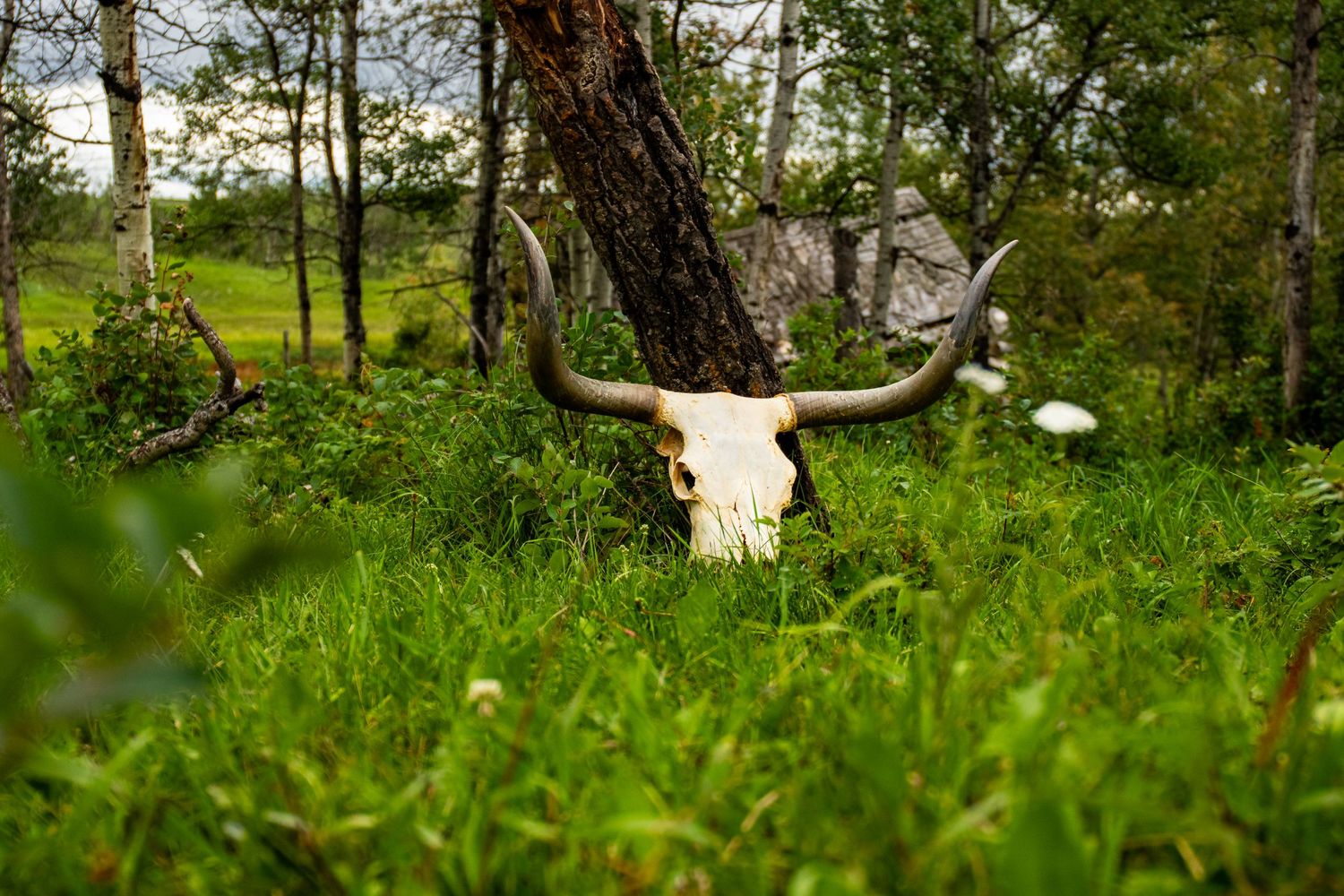 A bleached steer skull rests against a tree trunk in lush green grass with pine trees in the background.