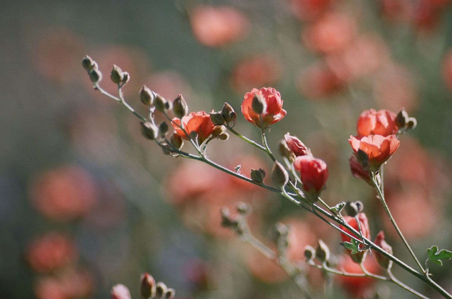 Delicate coral-colored blooms and buds on thin branches with bokeh effect.