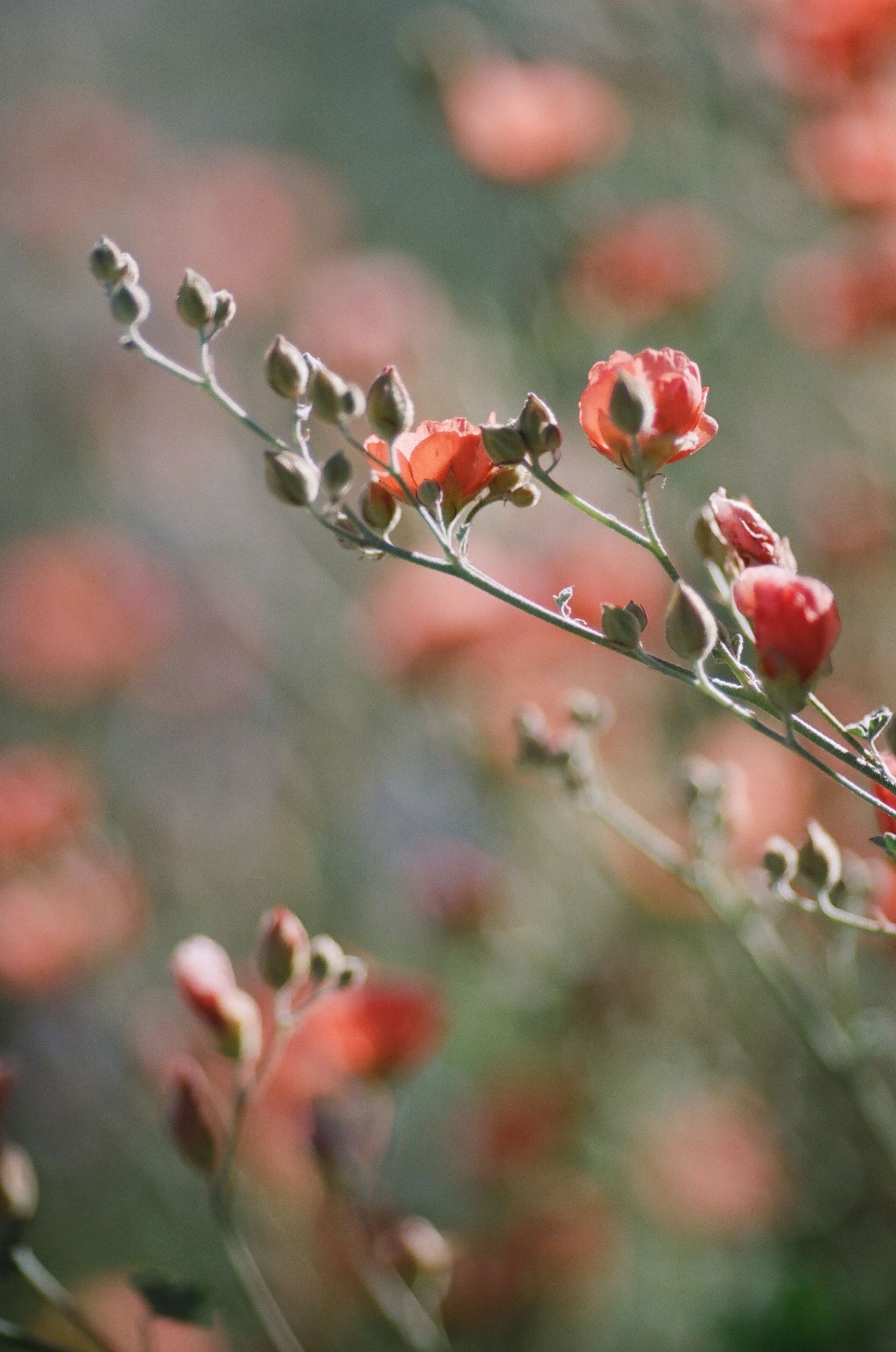 Macro shot of coral pink flowers and buds with artistic shallow depth of field.