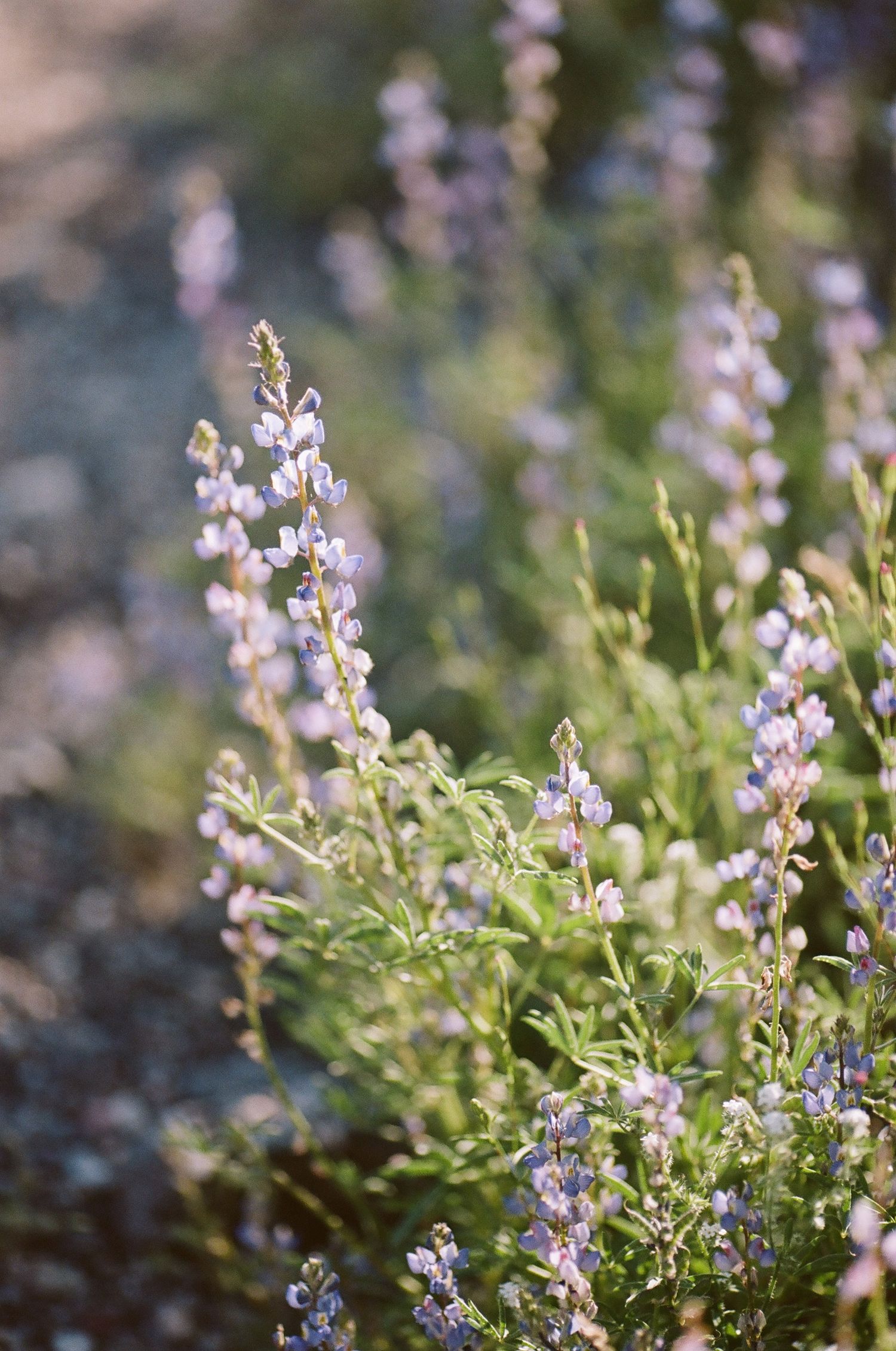 Delicate purple lupine flowers blooming in soft focus against a natural blurred background.