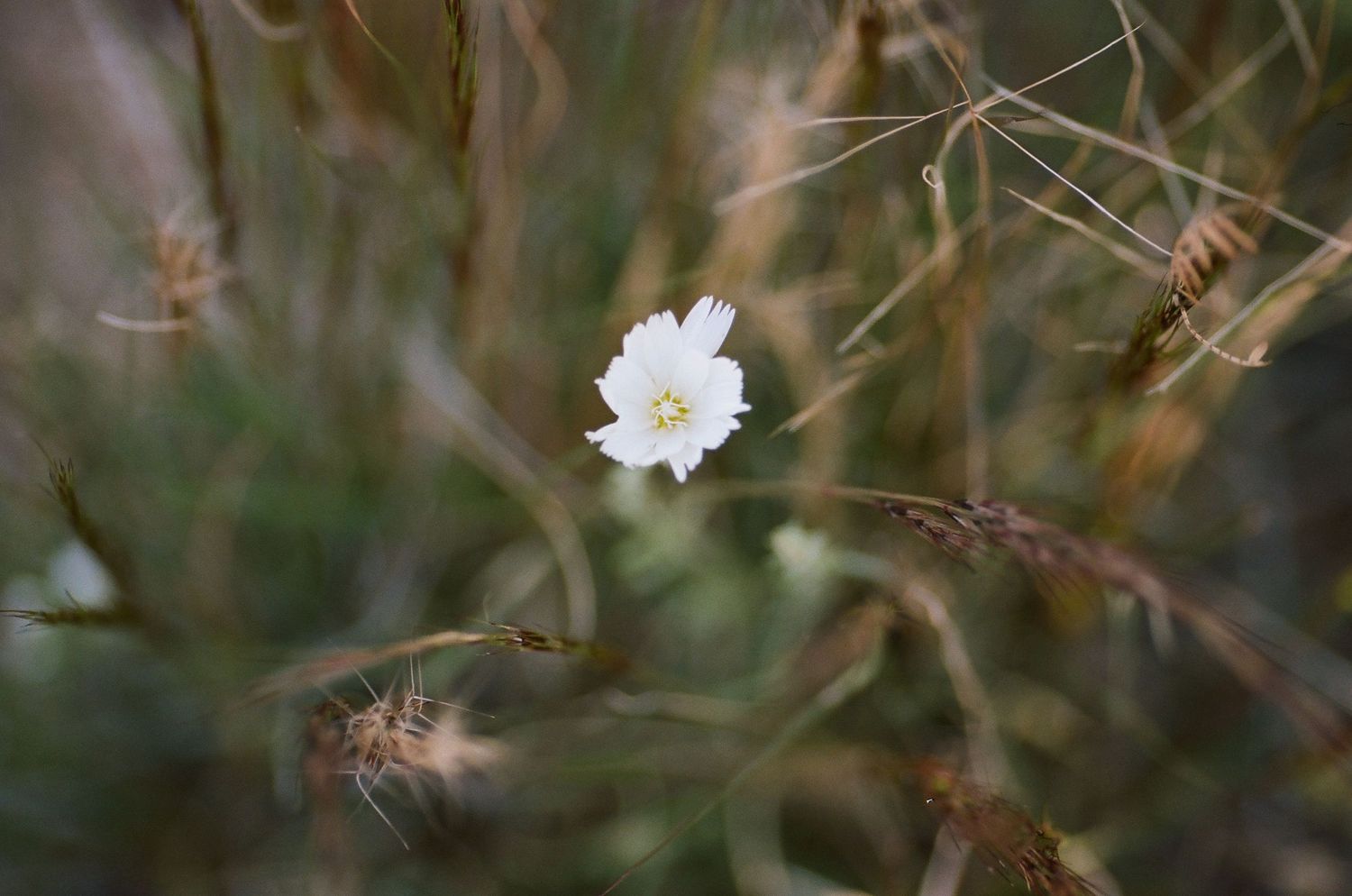 Small white wildflowers with thin stems growing in a natural outdoor setting.
