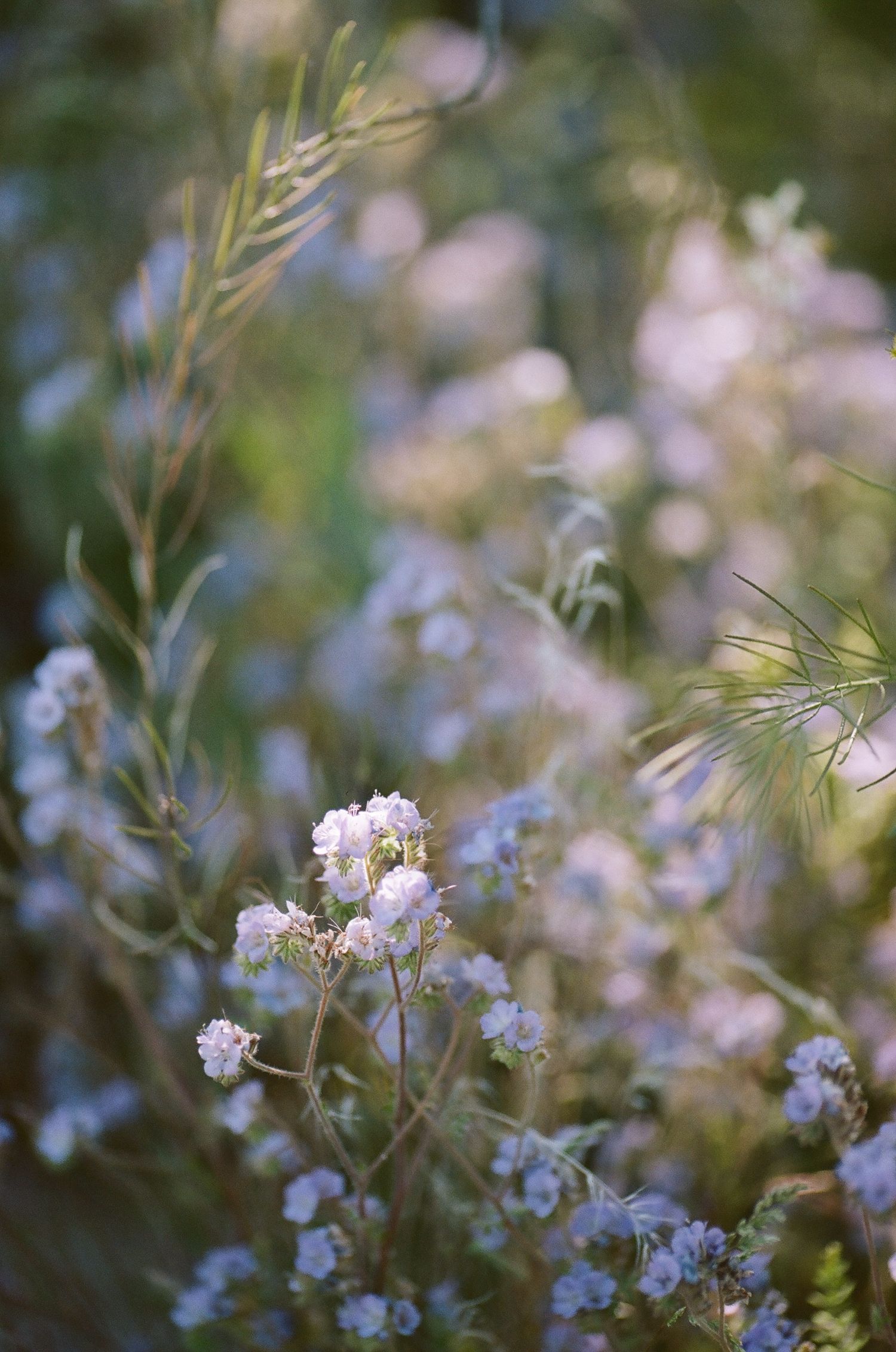 Soft blue forget-me-not flowers blooming in a dreamy garden setting.