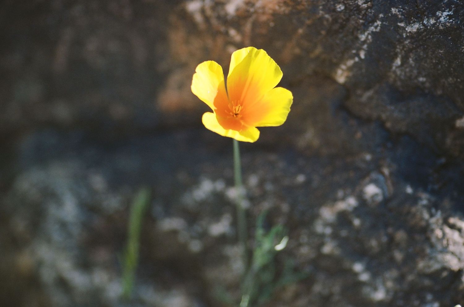 Bright yellow California poppy flower against dark rocky background.