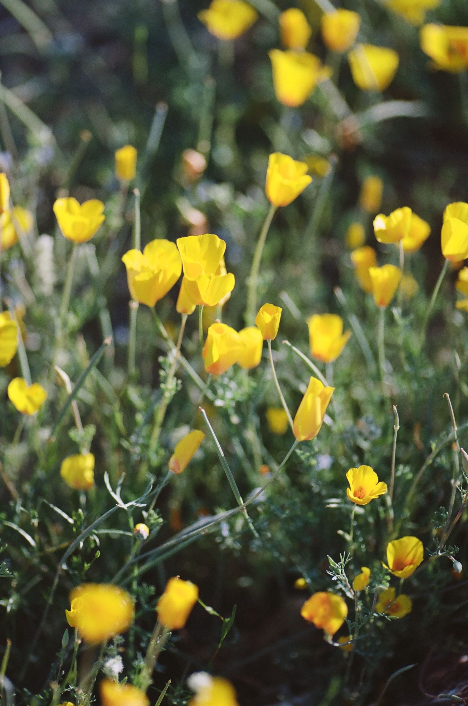 Field of vibrant yellow California poppies in full bloom with green foliage.