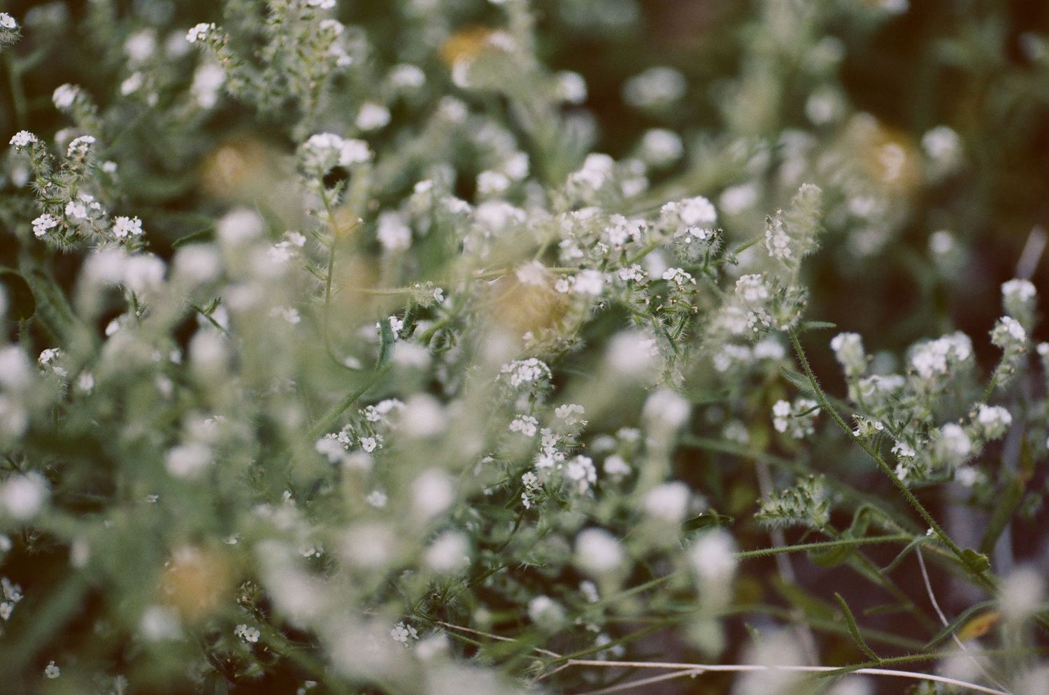 Delicate white baby's breath flowers creating a soft, ethereal display.