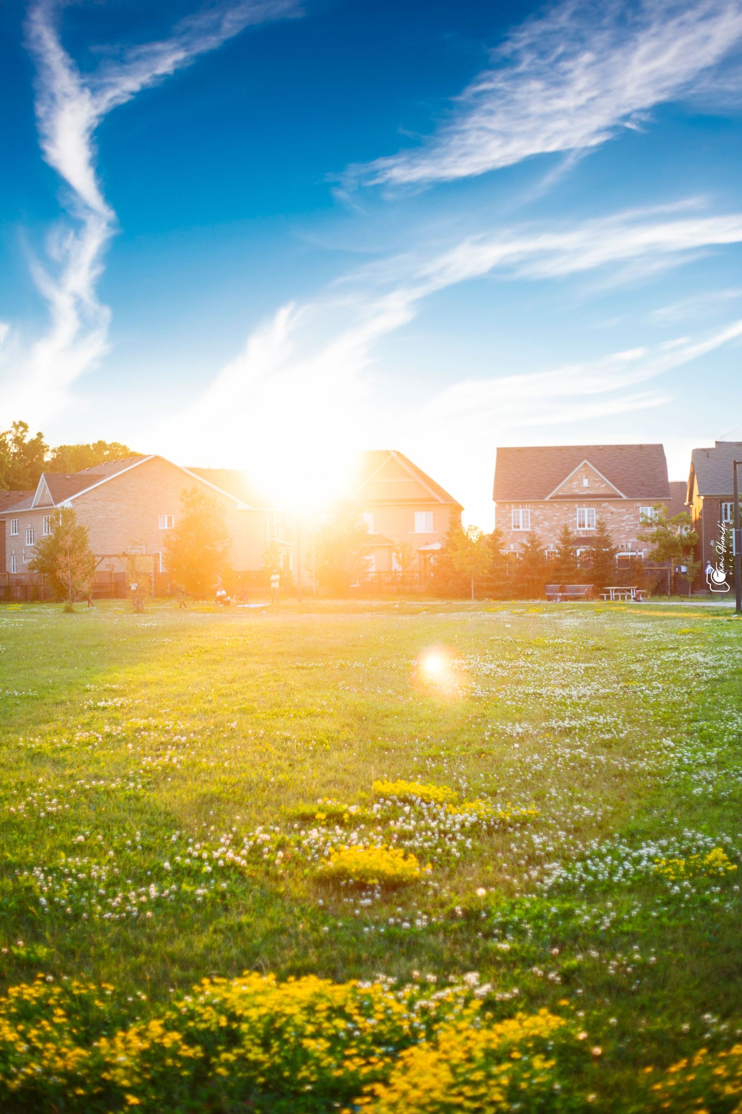 Sunset over suburban houses with golden light illuminating a grassy field with wildflowers.