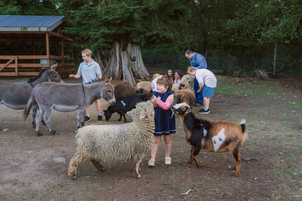 Young girl meeting a sheep, a goat and mini donkeys in the barnyard at Enchanted Farms in Duvall, WA.