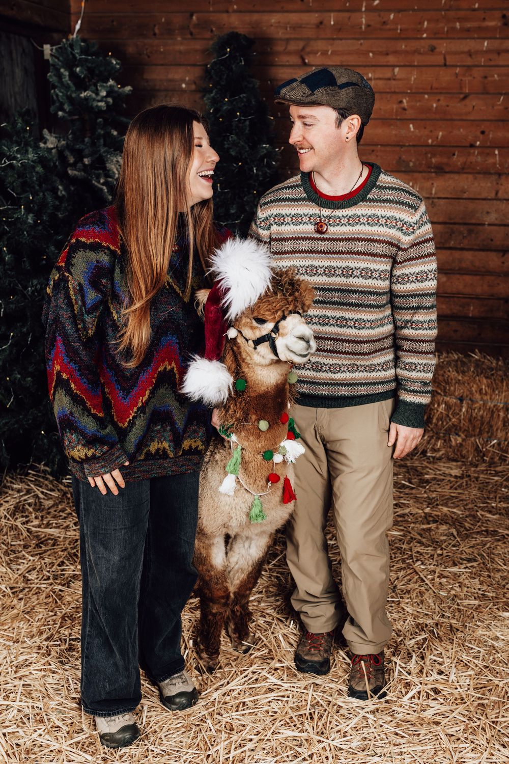 Couple in holiday sweaters laughing with a garlanded alpaca in the barn stall at a Christmas mini session, Enchanted Farms, Duvall WA.