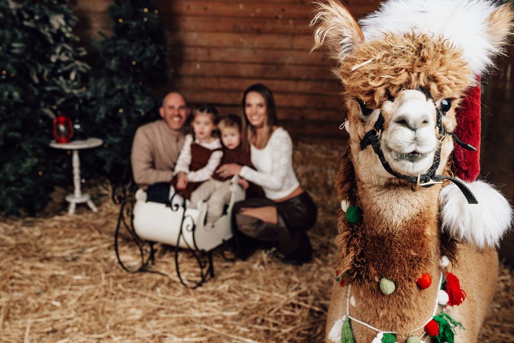 Family on a sleigh with a decorated alpaca at an alpaca Christmas mini session, Enchanted Farms, Duvall WA.