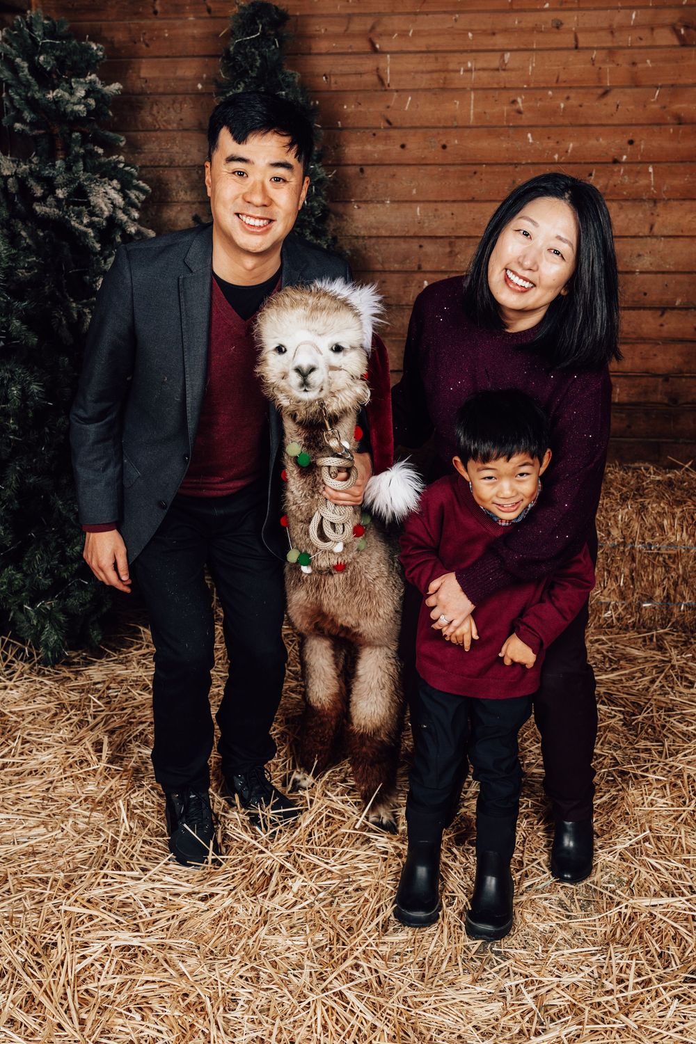 Family of three with a decorated alpaca by a Christmas tree at an alpaca Christmas mini session, Enchanted Farms, Duvall WA.