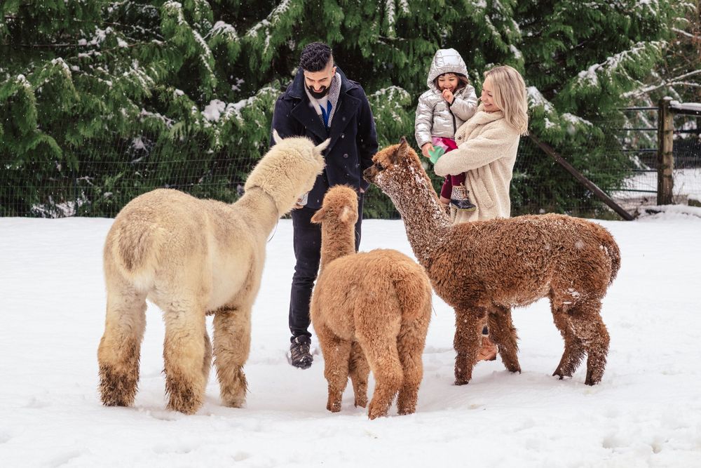 Family meeting three alpacas in fresh snow at Enchanted Farms in Duvall, WA, during a winter portrait session.