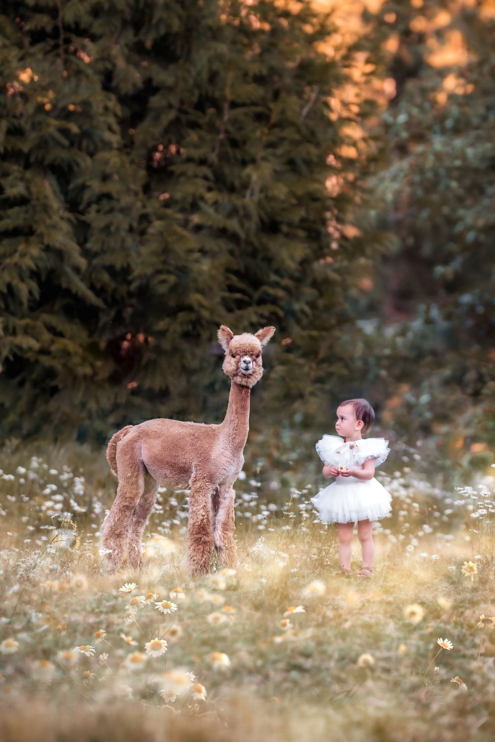Girl in a white dress beside a brown alpaca in a wildflower meadow at Enchanted Farms in Duvall, WA.