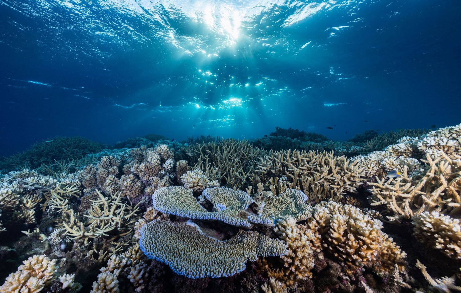 Coral reef landscape under filtered sunlight with tropical fish swimming above.