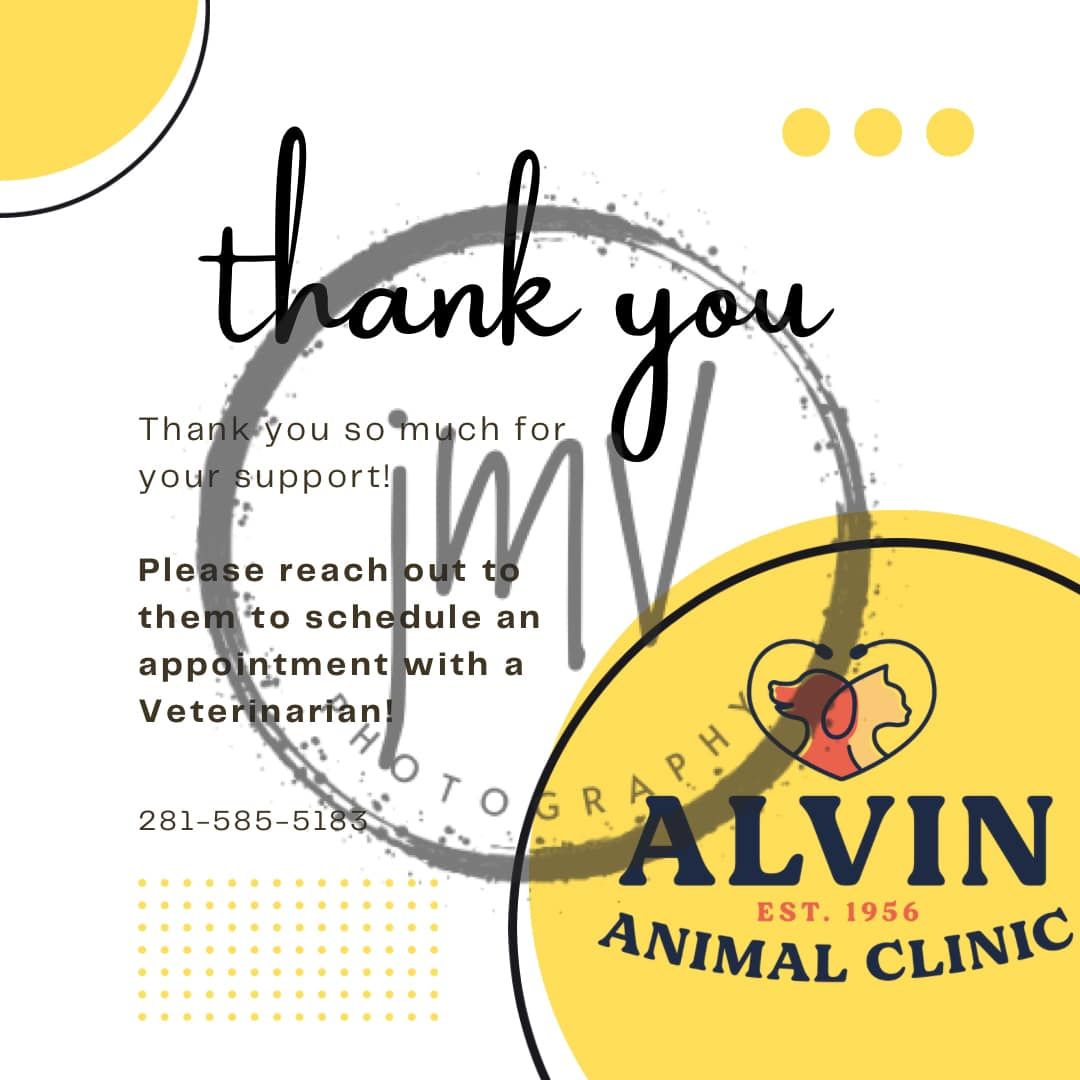 Animal clinic contact information banner with yellow background and modern design elements.