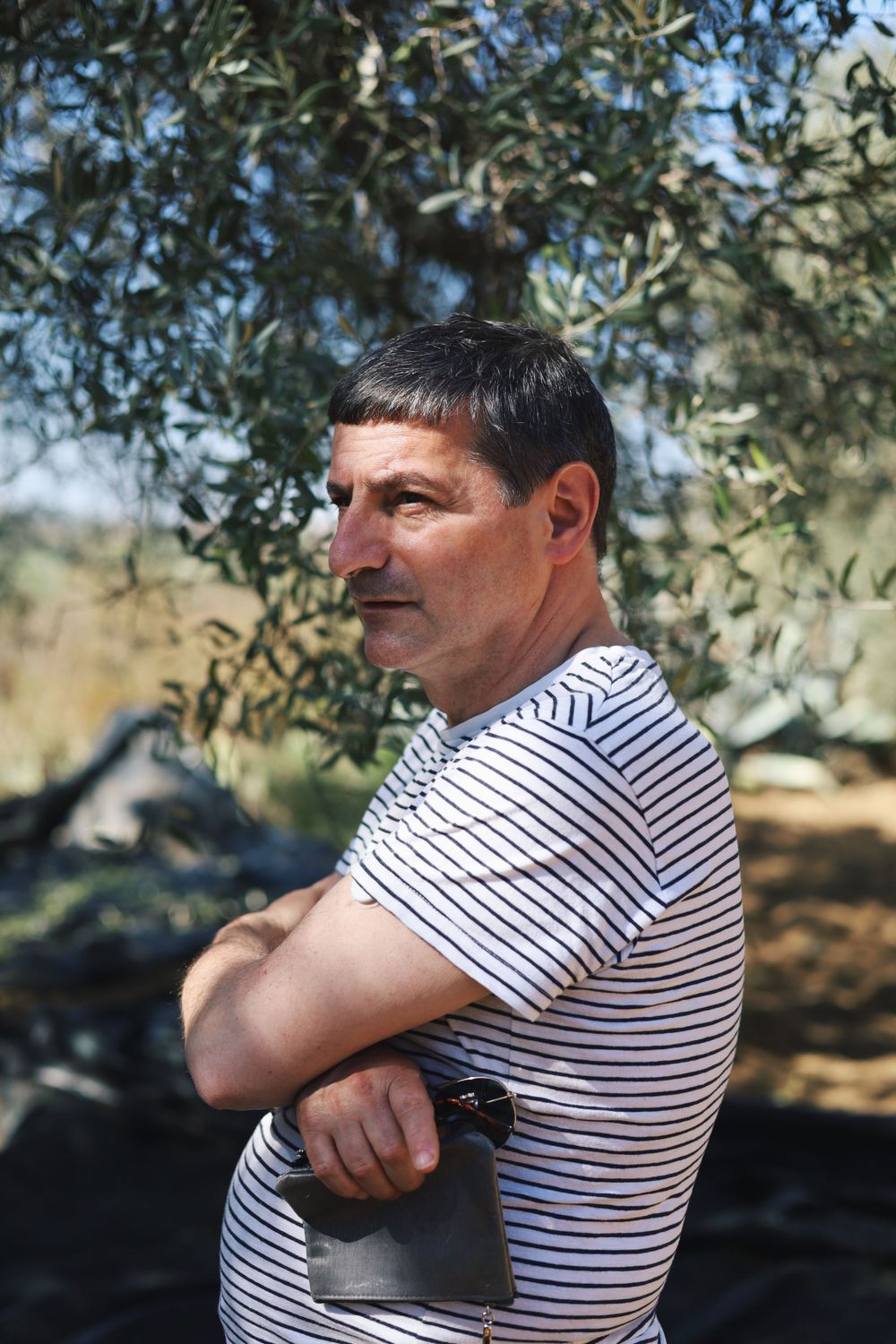 Person in striped shirt working during olive harvest season.