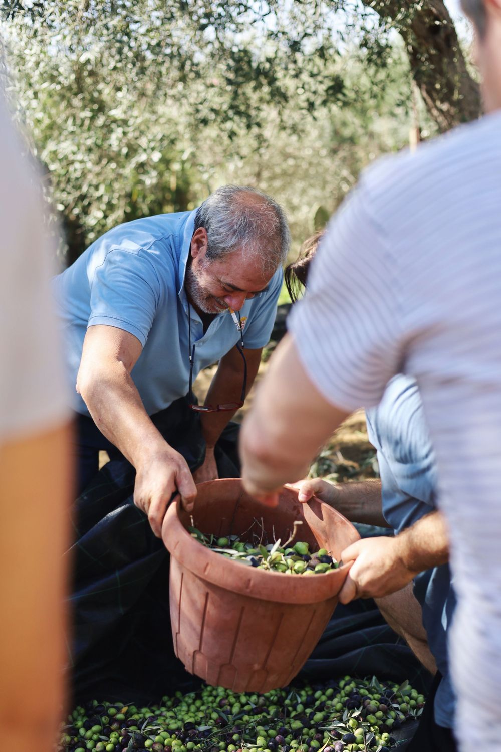 Workers sorting freshly harvested olives in terracotta containers under olive trees.