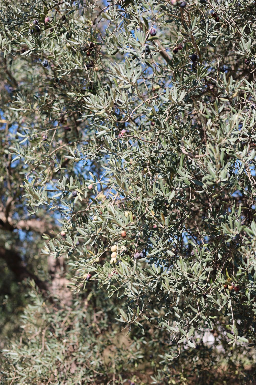 Close-up of silvery olive tree branches with leaves against bright blue sky background.