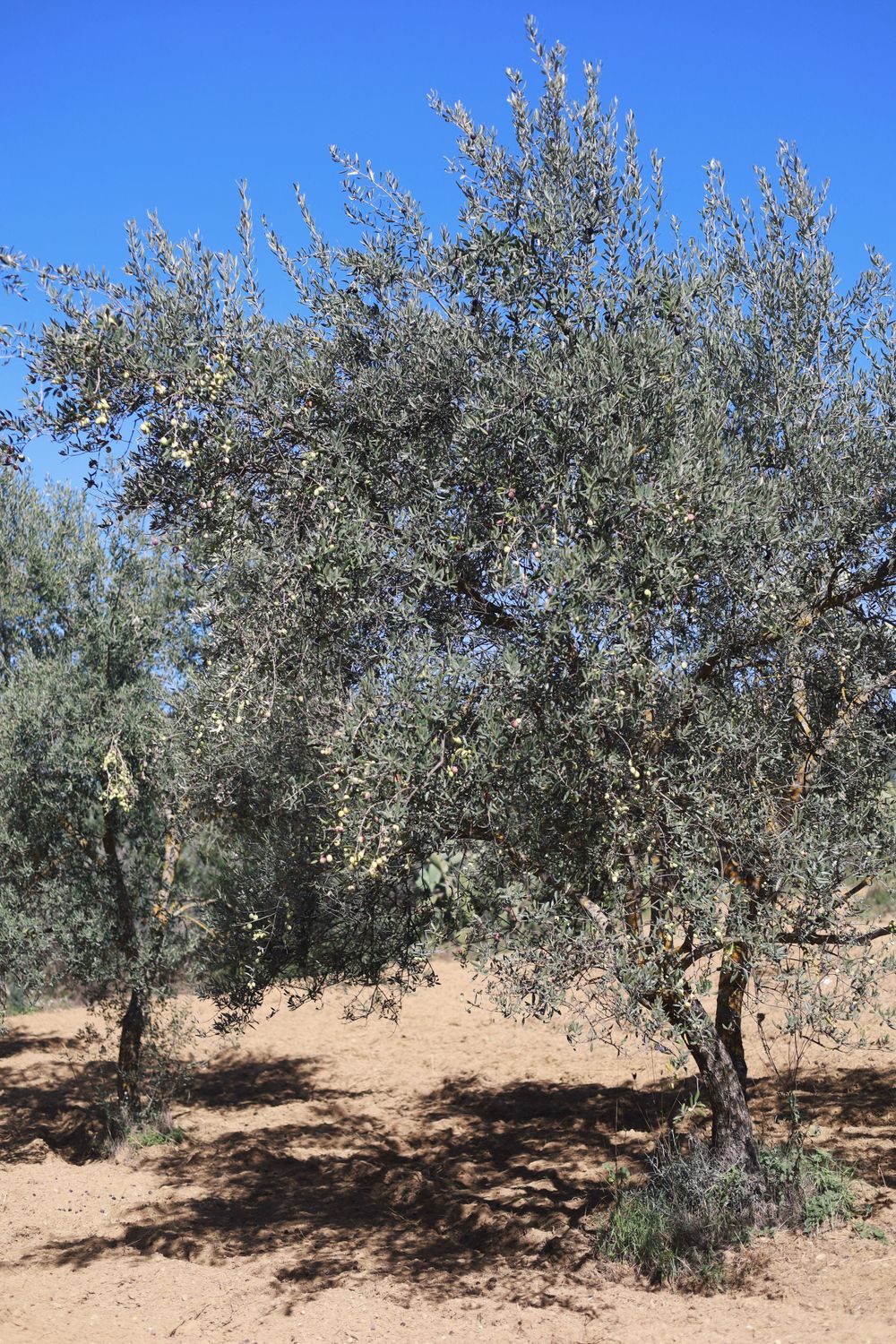 Olive trees growing on a dry hillside against bright blue sky in a Mediterranean grove.