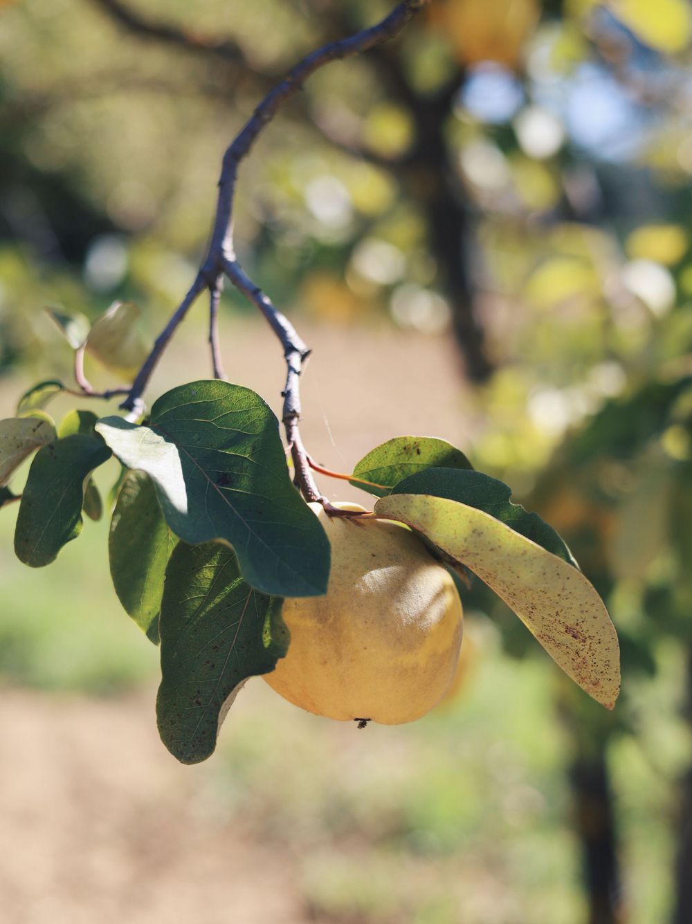 Close-up of green leaves and ripe fruit on a branch against blurred background.